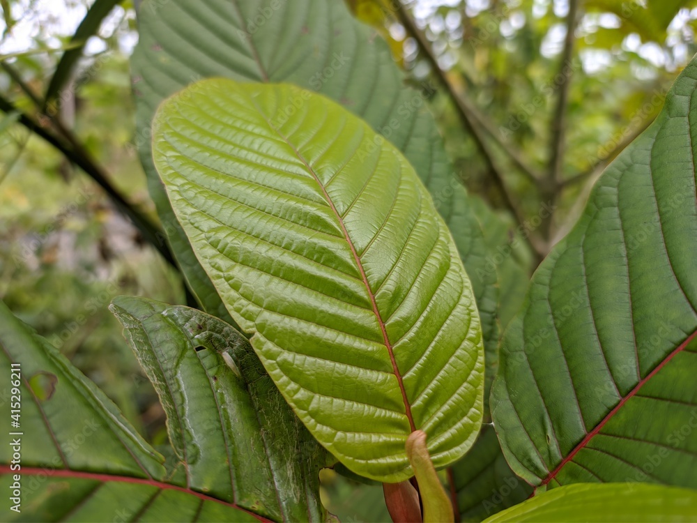 Kratom plants (Mitragyna speciosa) in the morning