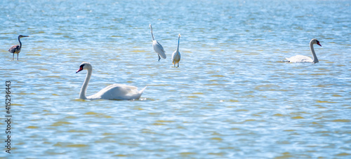 Graceful water birds  white Swan and white and grey herons swimming in the lake.