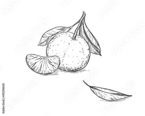 Hand drawn sketch black and white of mandarin, tangerine fruit, leaf. Vector illustration. Elements in graphic style label, card, sticker, menu, package. Engraved style illustration.