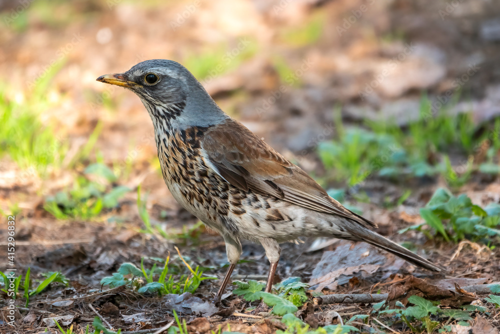 Obraz premium Fieldfare, Turdus pilaris, on a sprng lawn.