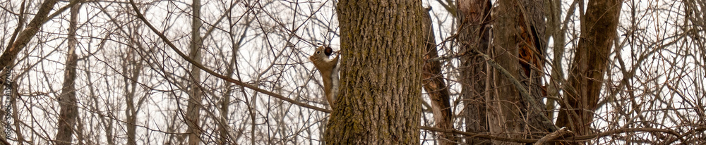 Obraz premium chipmunk eating nut climbing brown tree in Hamilton, Canada