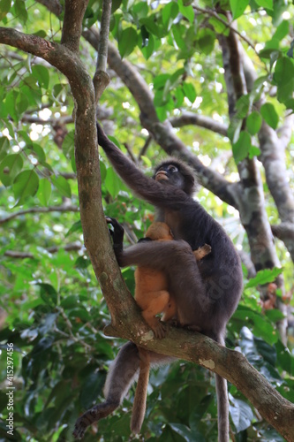 Dusky leaf monkey, Dusky langur, Sectacledp monkey eating fruit on green tree. © คิว คิว