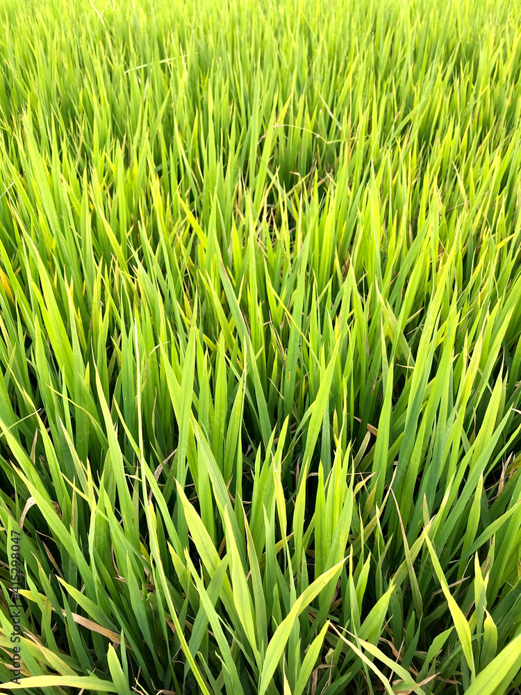green grass background green grass background