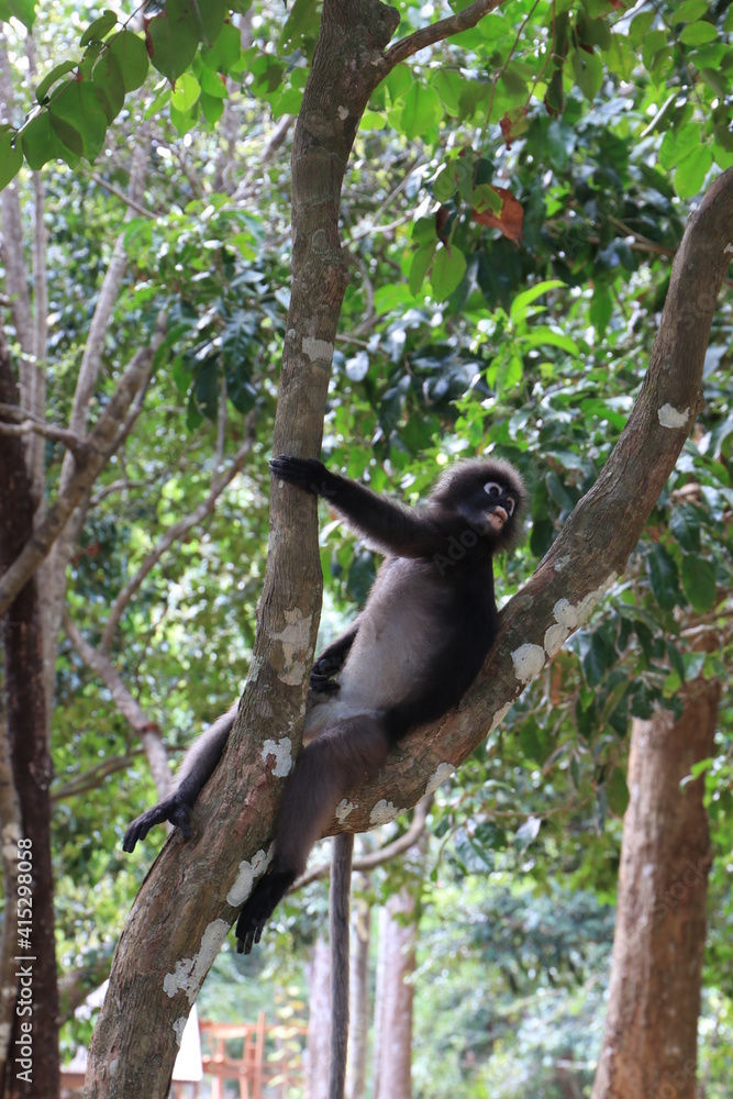 Fototapeta premium Dusky leaf monkey, Dusky langur, Sectacledp monkey eating fruit on green tree.