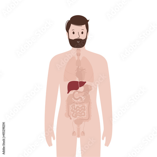 Internal organs in male body