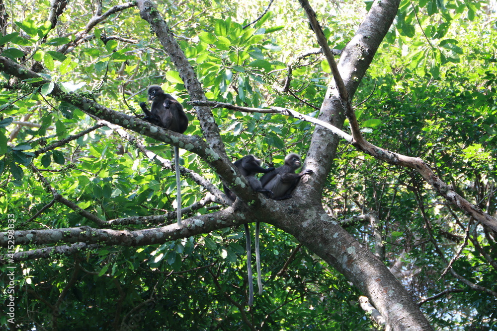 Dusky leaf monkey, Dusky langur, Sectacledp monkey eating fruit on green tree.