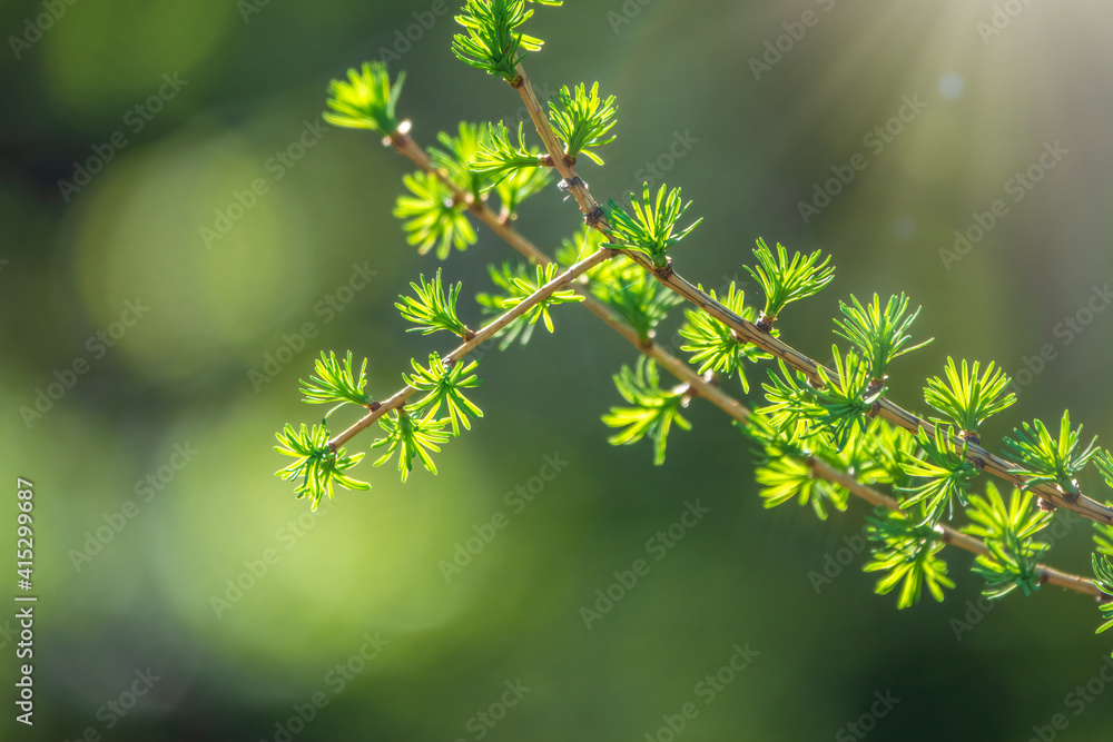 Green bushes with young leaves in the sunset