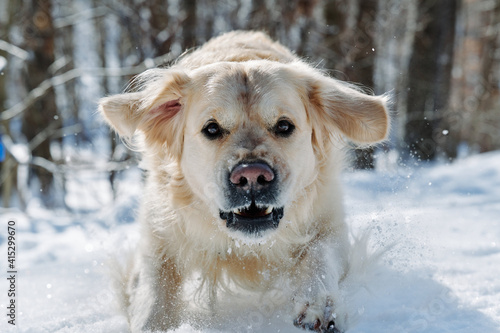 Joyka the Golden retriever dog is enjoying sunshine and snow on an extremely cold day in Western Pennsylvania. He is jumping for joy in the snow, catching icicles and snowflakes. All’s white and blue