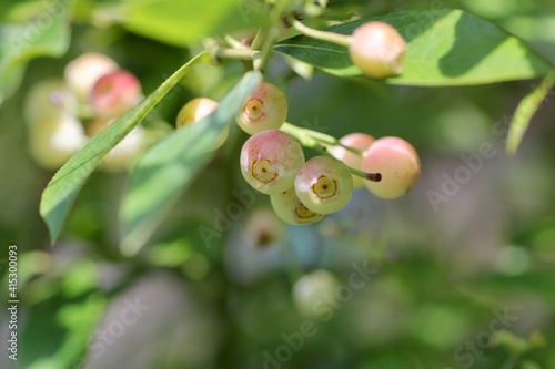 Wallpaper Mural ブルーベリー Torontodigital.ca