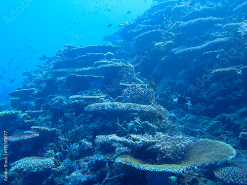 coral reef in the sea