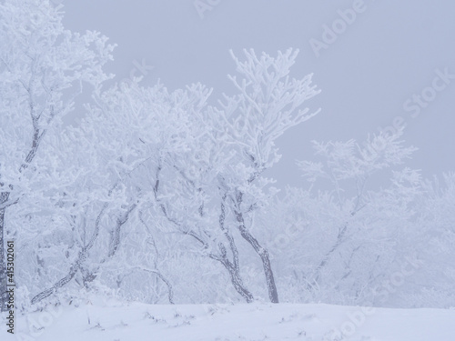 雪山の樹氷をまとった木々 © 739photography