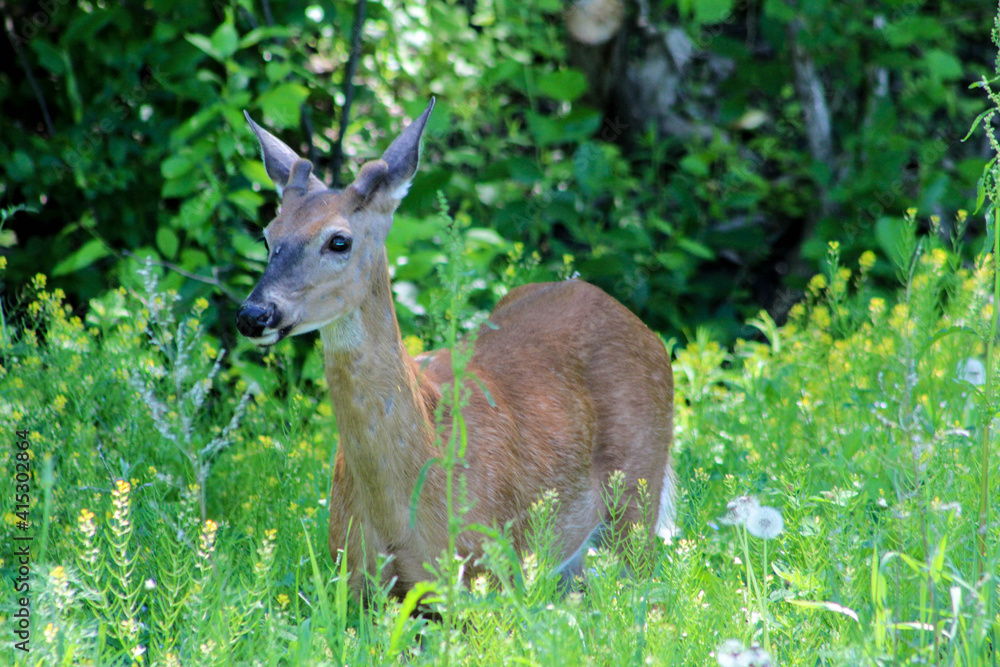 Fototapeta premium Young Buck in the woods of Maine