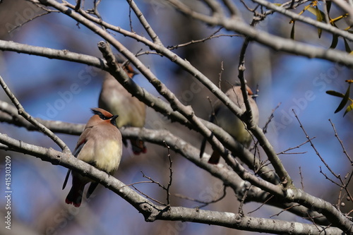 japanese waxwing on the branch