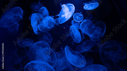jellyfish in blue water © sagoh423