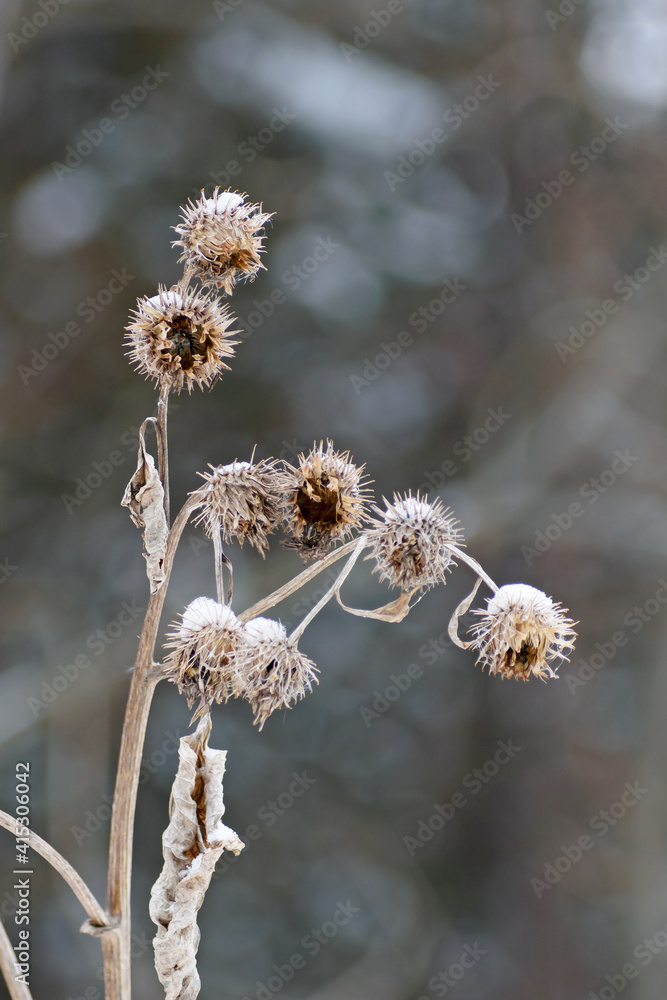 Snow-covered branch of a dried thistle close-up Snow-covered branch of a dried thistle close-up