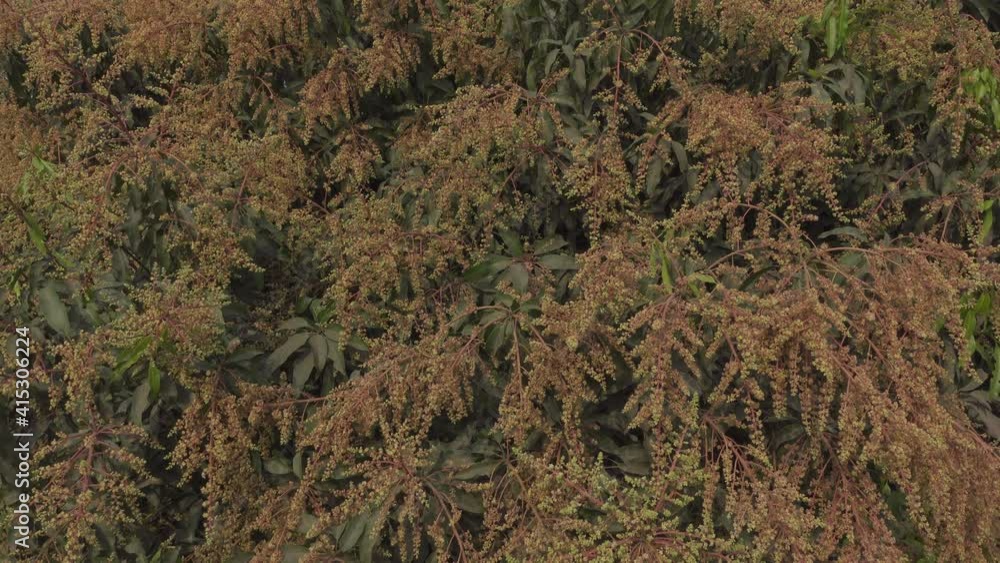Mango flowers are blooming all over the tree. Newly sprouted mango buds and flowers are swaying in the wind. 4k Video. Mango flowers are blooming all over the tree. Newly sprouted mango buds and flowers are swaying in the wind. 4k Video.