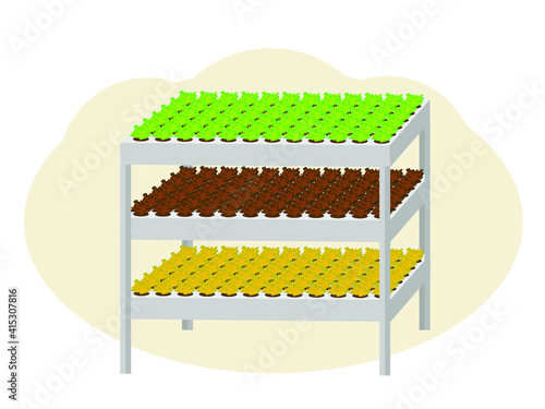 Greenhouse plants. Growing seedlings of vegetables and flowers.