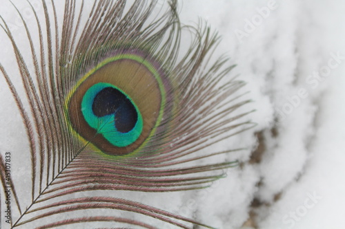 Peacock feather on snow