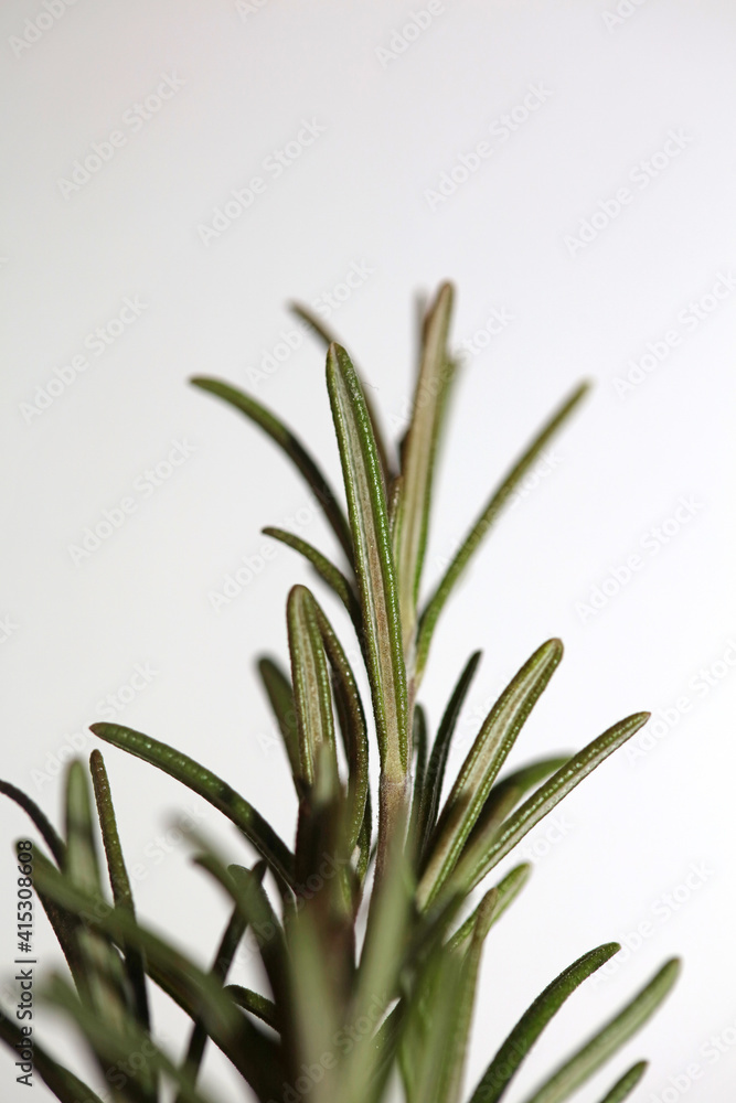 Rosemary flower macro Rosmarinus officinalis leaves close up family lamiaceae modern background high quality print Rosemary flower macro Rosmarinus officinalis leaves close up family lamiaceae modern background high quality print