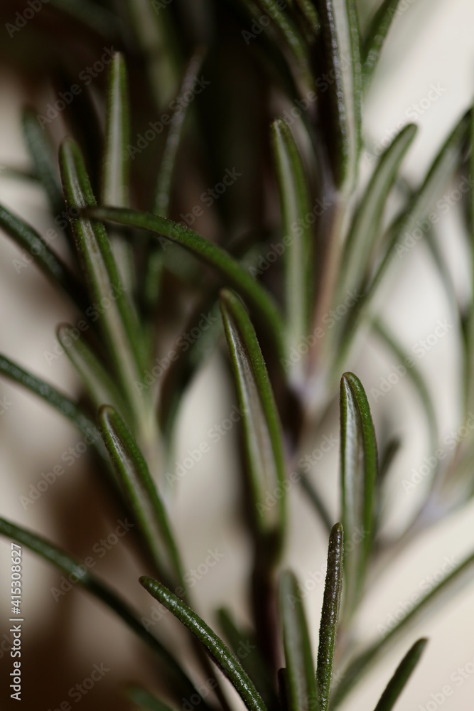 Obraz premium Rosemary flower macro Rosmarinus officinalis leaves close up family lamiaceae modern background high quality print