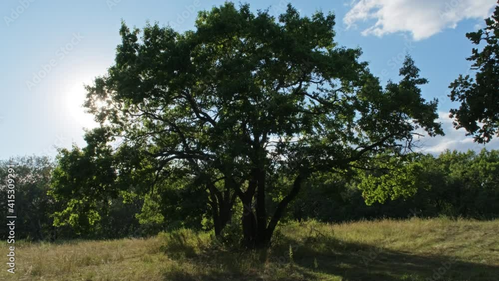The sun shines through the branches of a large oak tree in summer, 4k The sun shines through the branches of a large oak tree in summer, 4k