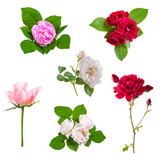 Different rose flowers isolated