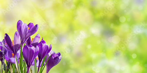 Spring meadow with crocus flowers