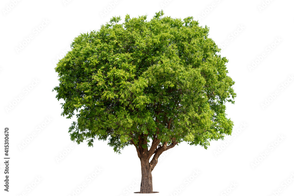 Trees isolated on white background, tropical trees isolated used for design, advertising and architecture. Trees isolated on white background, tropical trees isolated used for design, advertising and architecture.