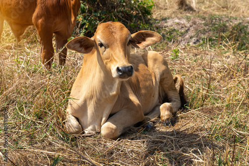 Cow, red a young calf  is  lying   on straw in rice fields. © pornsawan
