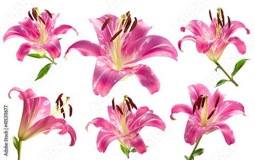 Fototapeta Naklejka Na Ścianę i Meble -  Pink lilly flower collection