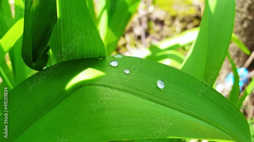 A closeup of water droplets on green leave in 4K