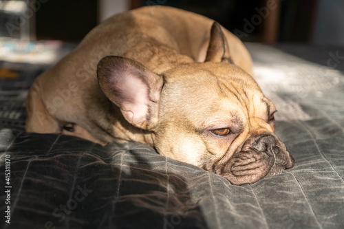 Brown French Bulldog Sleeps on the bed. Selective focus