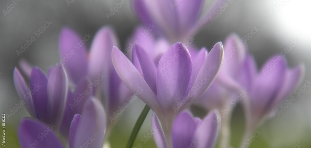 Fototapeta premium Krokusse - Der Frühling kommt 