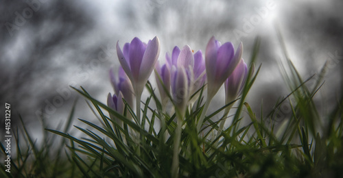 Krokusse - Der Frühling kommt 