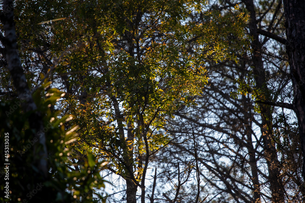 Nature forest green leaves Refreshing Nature forest green leaves Refreshing