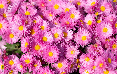 Pink flowers in nature as a background.