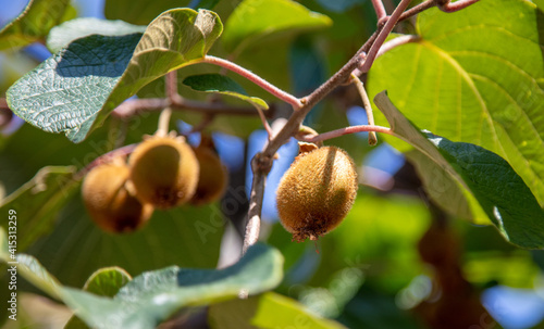Kiwi fruits grow on a plant