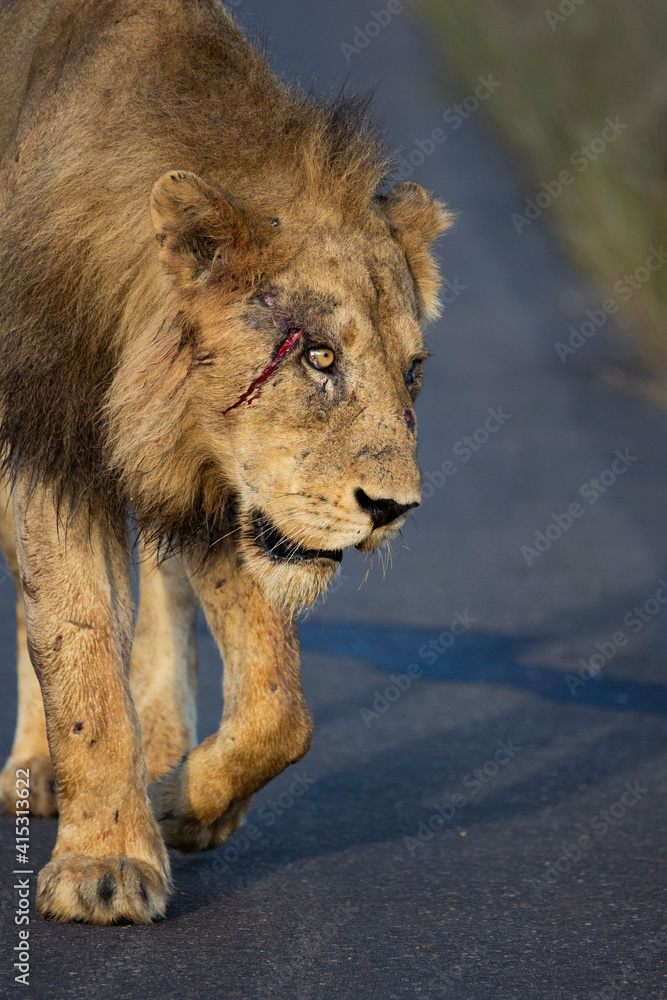 Obraz premium Injured/wounded lion walking down the road.