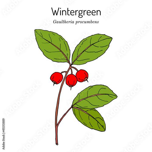 American wintergreen - gaultheria procumbens - aromatic plant photo