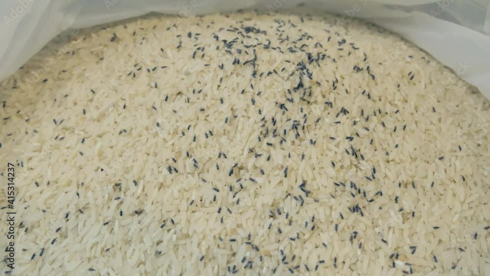 Wide shot footage of big group of rice weevils moving and feeding on