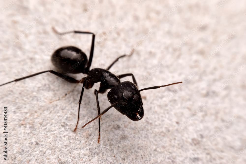 Closeup black ant on the cement ground Closeup black ant on the cement ground