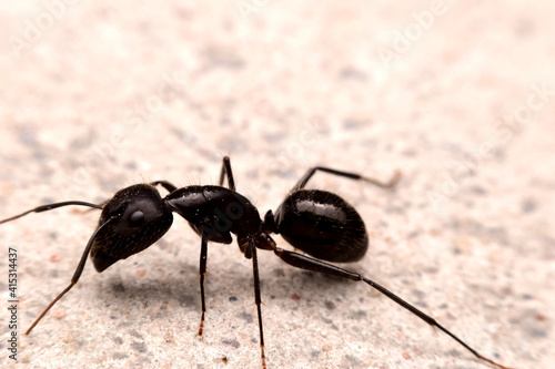 Closeup black ant on the cement ground © Tanakon photo 