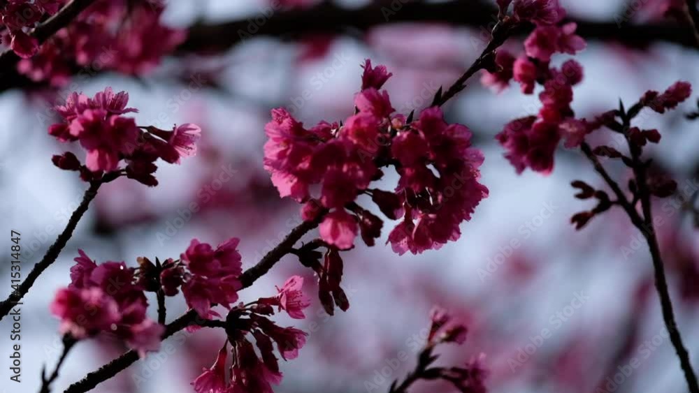 Closeup of pink cheery blossom flowers Closeup of pink cheery blossom flowers