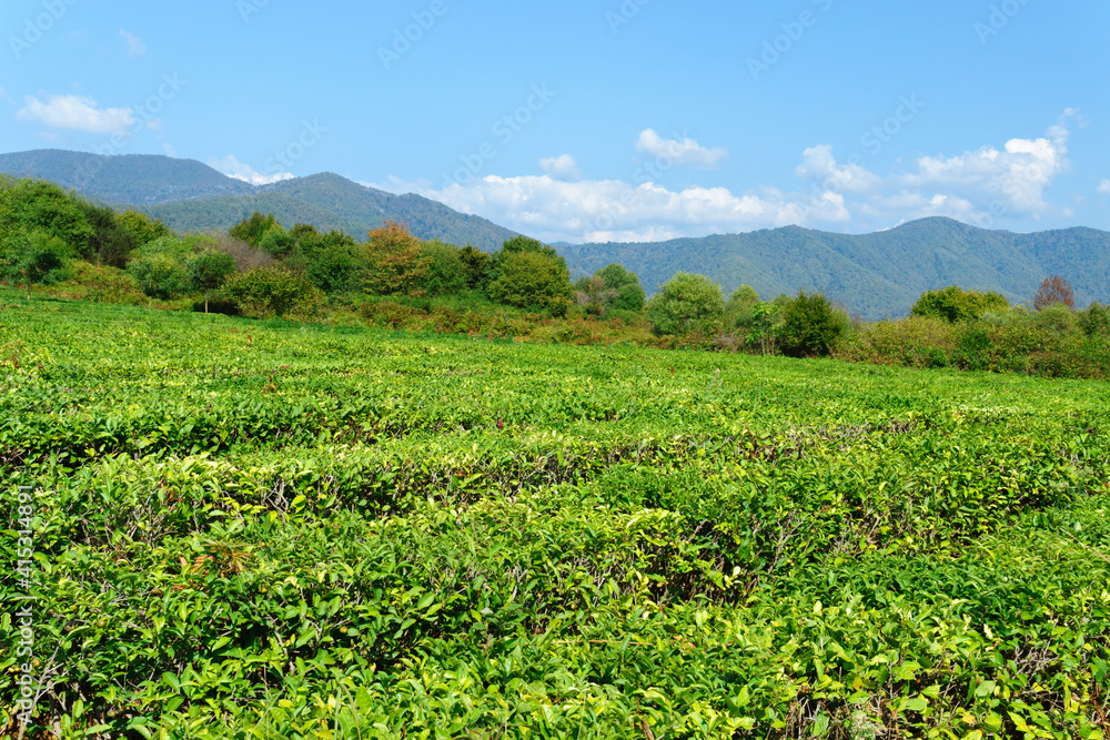 Panoramic view of a mountain tea plantation with blue sky on background