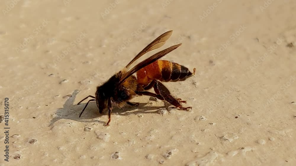 close view of honeybee insect isolated on morning sunlight close view of honeybee insect isolated on morning sunlight