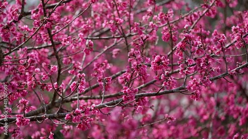 Wallpaper Mural Slow motion of pink cheery blossom flowers Torontodigital.ca