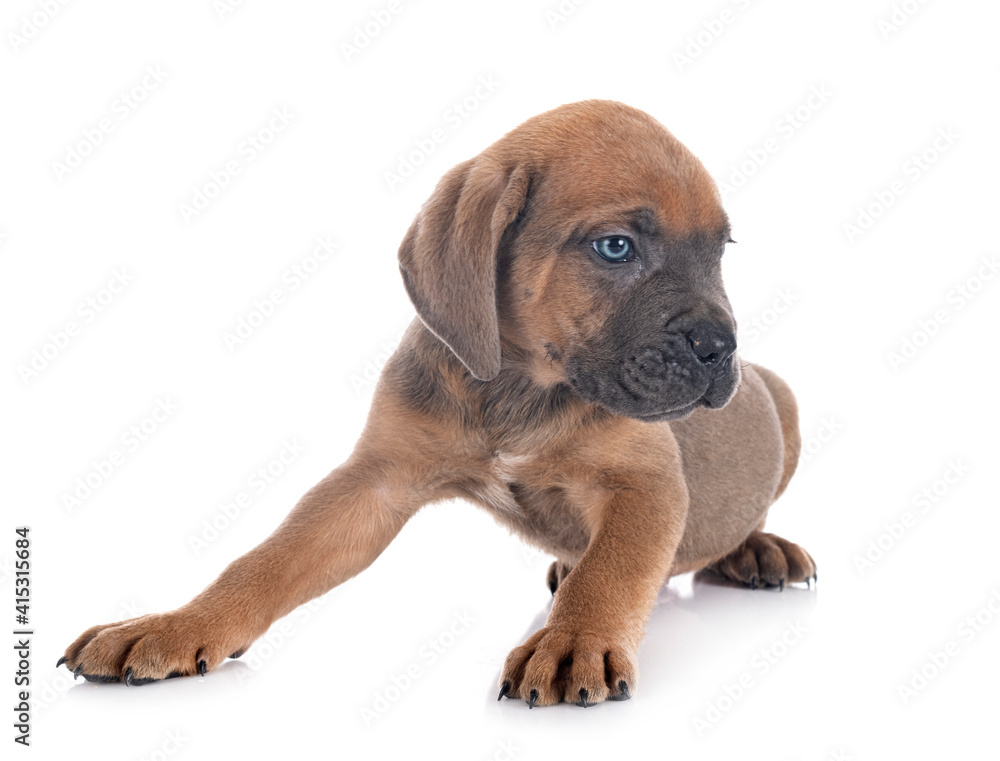 Obraz premium puppy cane corso