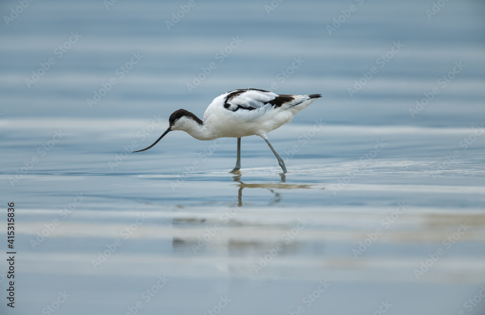 Pied avocet searching for food on beach Pied avocet searching for food on beach