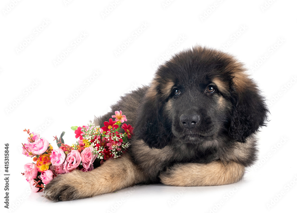 puppy Leonberger in studio puppy Leonberger in studio