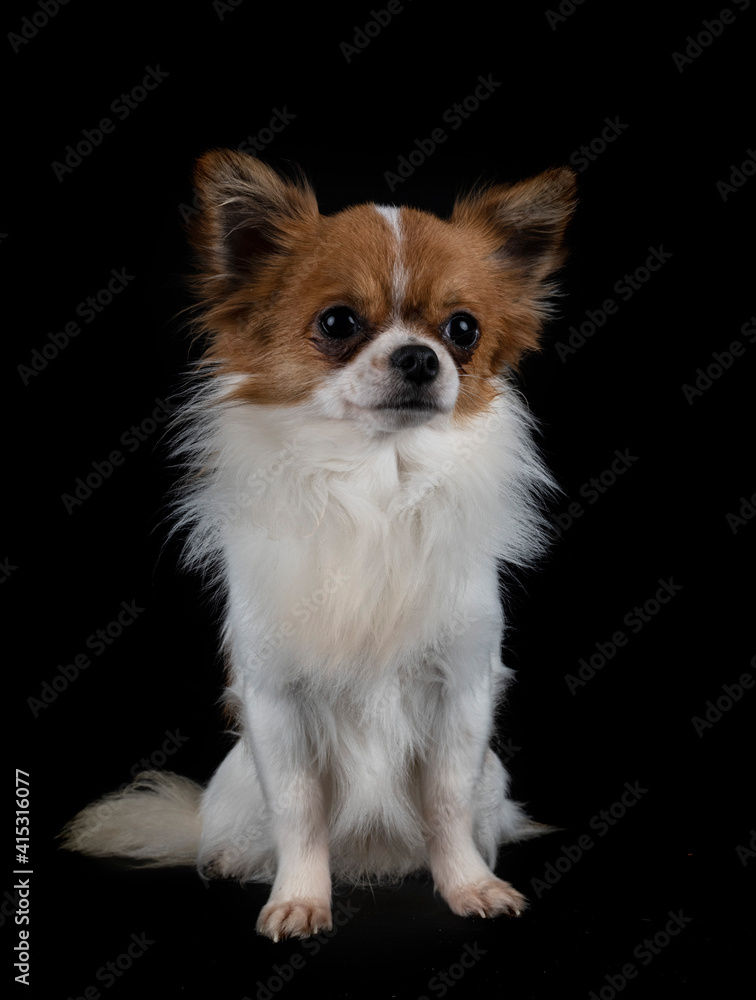 chihuahua in studio